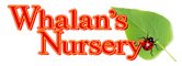 Whalans Nursery